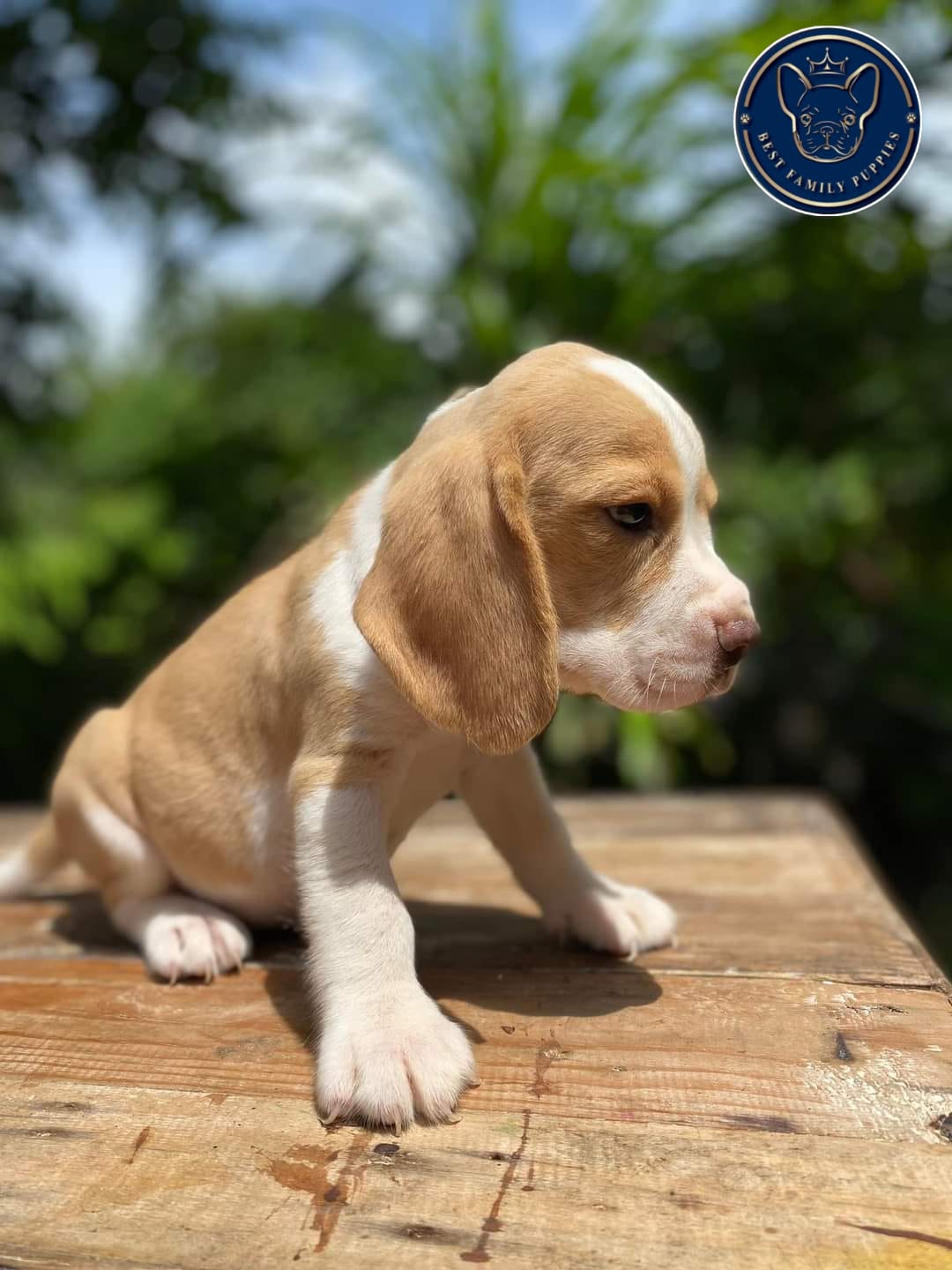 Croisés mâles de 10 à 19 Kg à adopter (2) - Association Galgos Sans Famille, image size:1080x1440